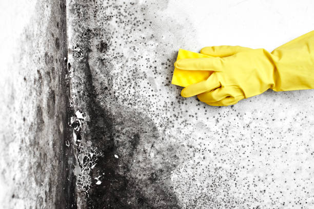 Best Commercial Mold Inspection  in Galesville, MD