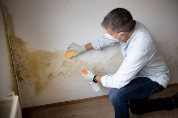 Best Environmental Consulting for Mold Prevention  in Galesville, MD